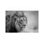 His Majesty.... by Jeffrey C. Sink - Wrapped Canvas Print-425433752