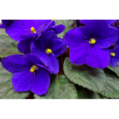 African Violet by James53145 - Wrapped Canvas Print