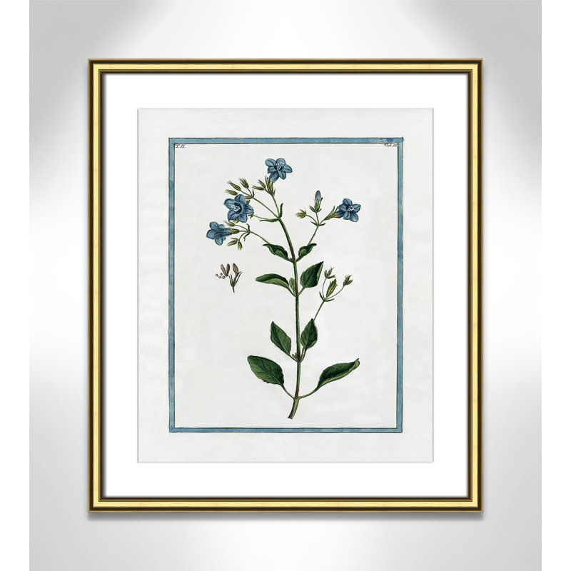 Colombe Shabby Elegance Botanical II - Art encadré, Cadre doré, L 17,25 po x H 20,25 po