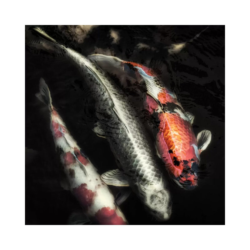 Don't Be Koi - Wrapped Canvas Gallery-Wrapped Canvas Giclée, 66.04cm H x 66.04cm W