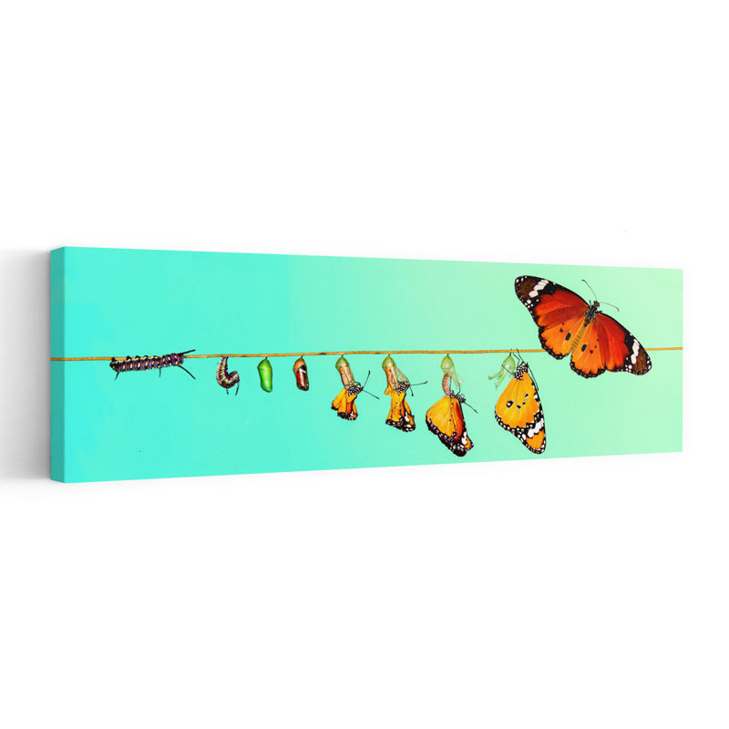 Butterfly Life Cycle by Mustafa Ozturk - Wrapped Canvas Panoramic Print, 50.8 cm H x 152.4 cm W