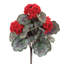 Géranium buisson floral-1128065328