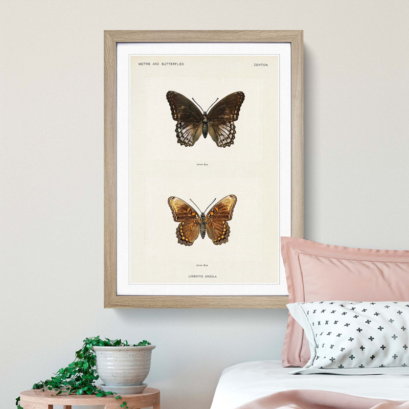 Limenitis Arthemis Butterfly by S.F. Denton - Picture Frame Painting Print, Oak Framed, 65cm H x 48cm W x 2cm D