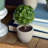 5.5'' Faux Boxwood Topiary in Pot