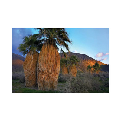 Real Fan Palm, Anza-Borrego Desert, California by Tim Fitzharris - Wrapped Canvas Print