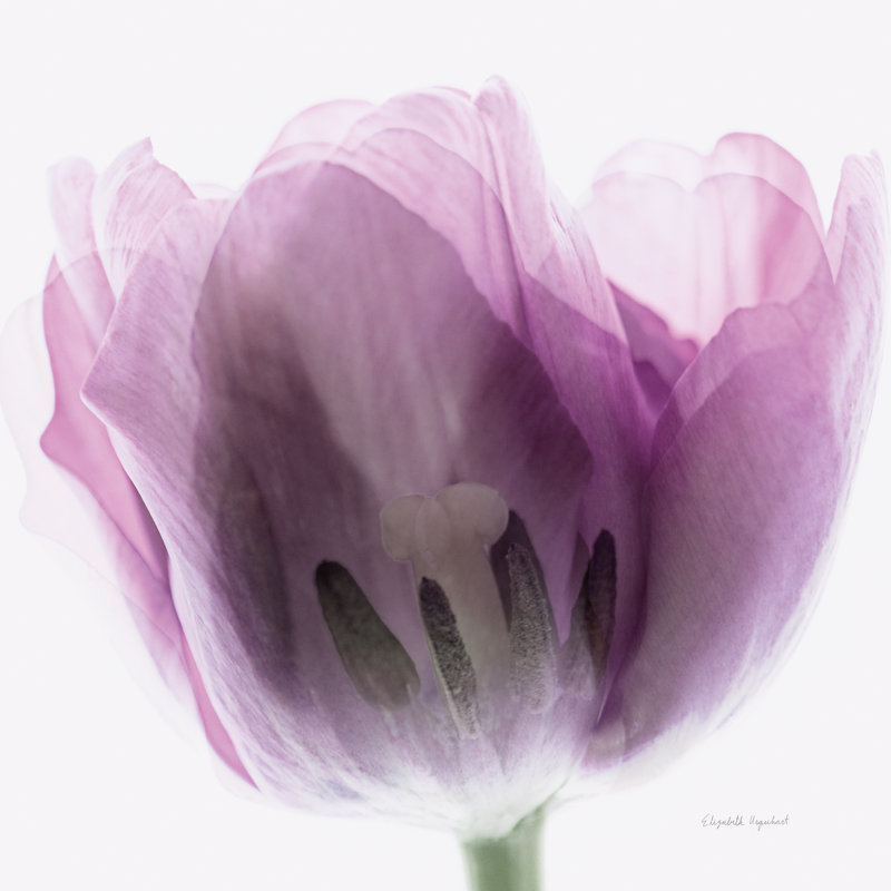 Inside Out I Crop by Elizabeth Urquhart - Wrapped Canvas Print, 30cm H x 30cm W x 3.8cm D