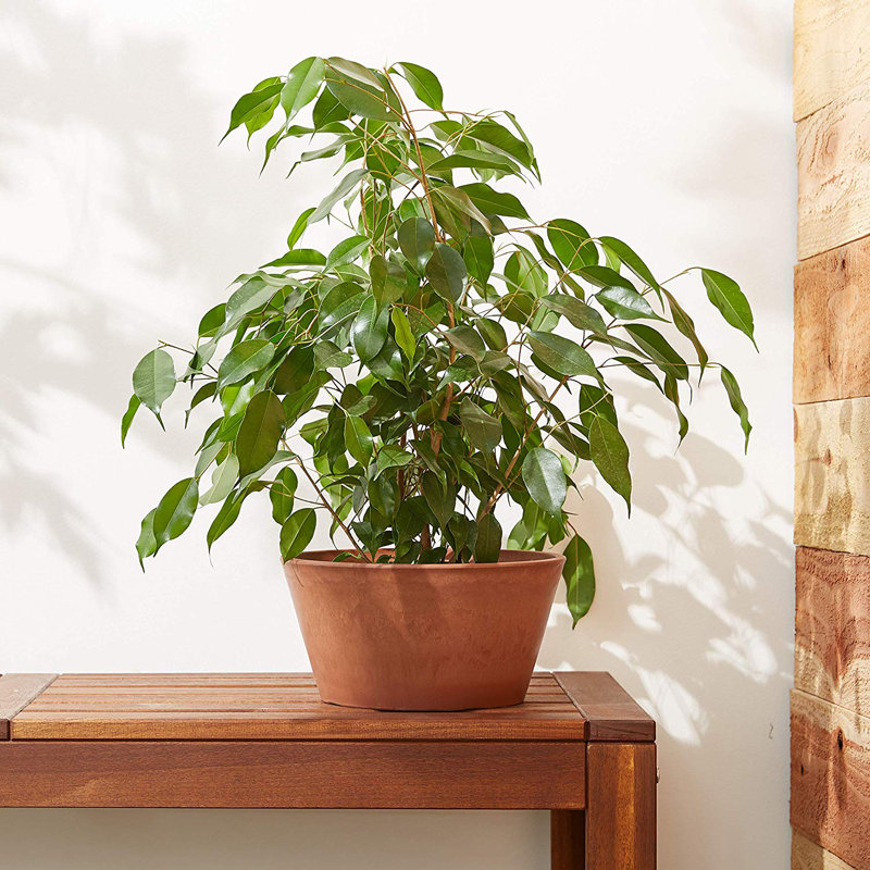 Myer Pot Planter, Terra Cotta