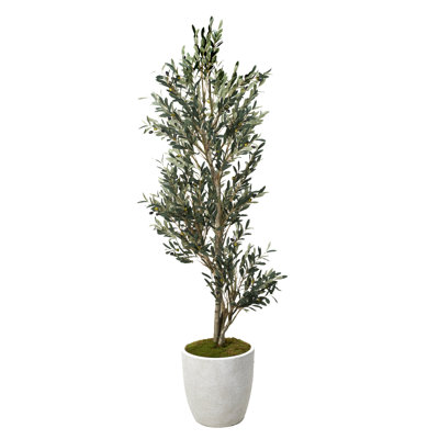 7.5' Olive Tree in White Hudson Planter
