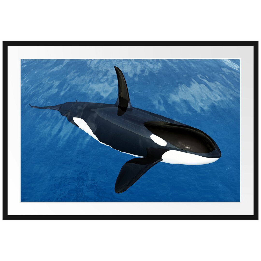 Gerahmtes Poster Orca im blauen Meer