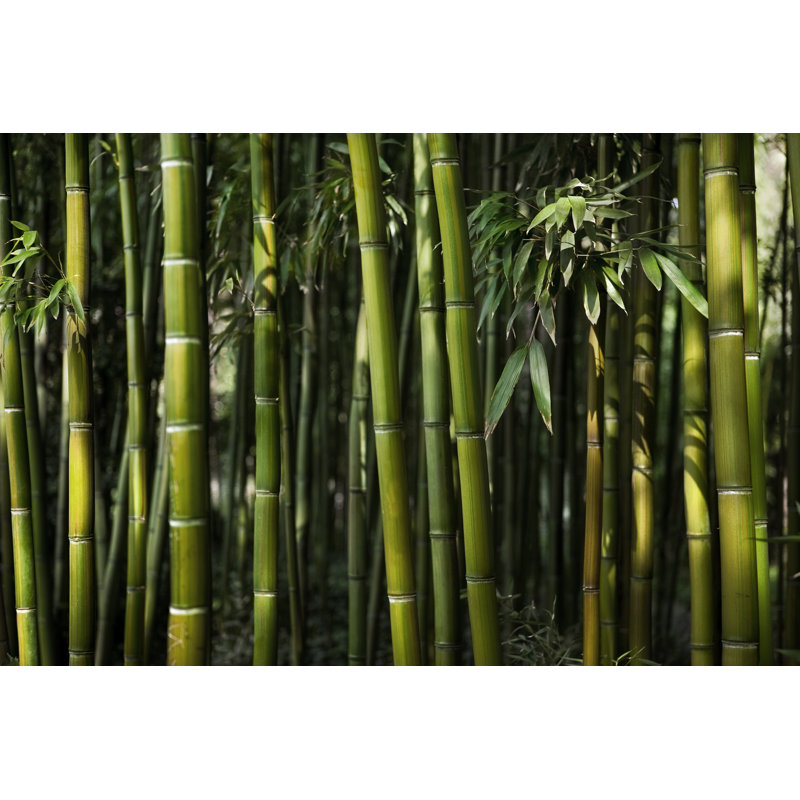 Bamboo Trees - Photographie sur toile tendue, H 24 po x l 36 po