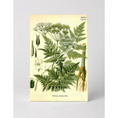 Anthriscus sylvestris
