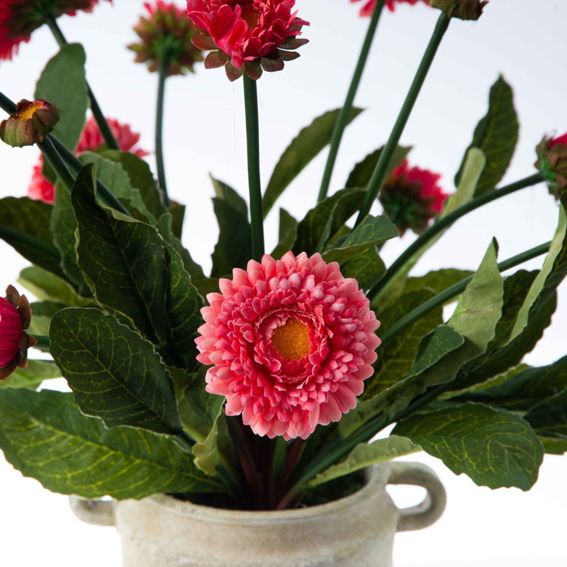 Arrangement floral marguerite anglaise en pot, Rose