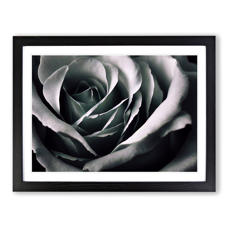 Striking Rose Flower - Single Picture Frame Print, Black, 25cm H x 34cm W x 2cm D