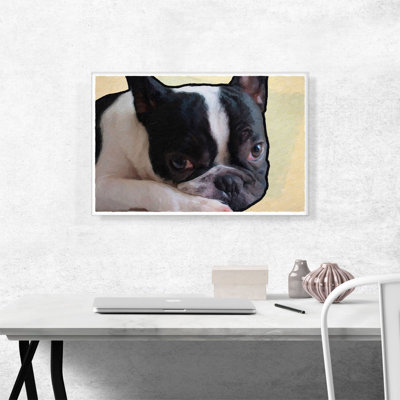" Boston Terrier Dog Breed "
