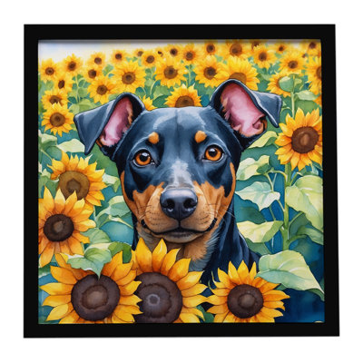 Manchester Terrier in Sunflowers Framed Metal Print