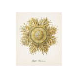 Nautical Art II Print by Sofia Fox