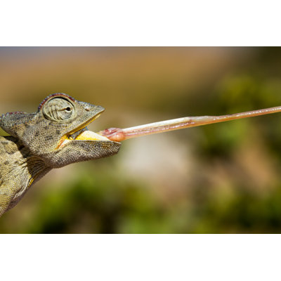 " Desert Chameleon "