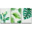 " Set Tropical Monstera Palm Leaf Variety Floral Plants Colourful " 3 - Pieces