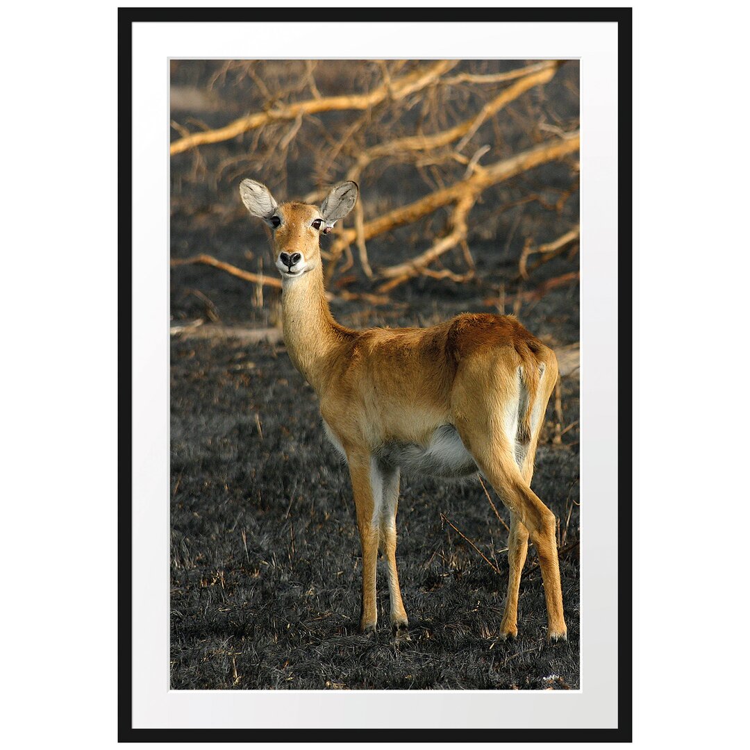 Gerahmtes Poster Weibliche Gazelle mit Jungtier