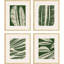 Flore tropicale S / 4