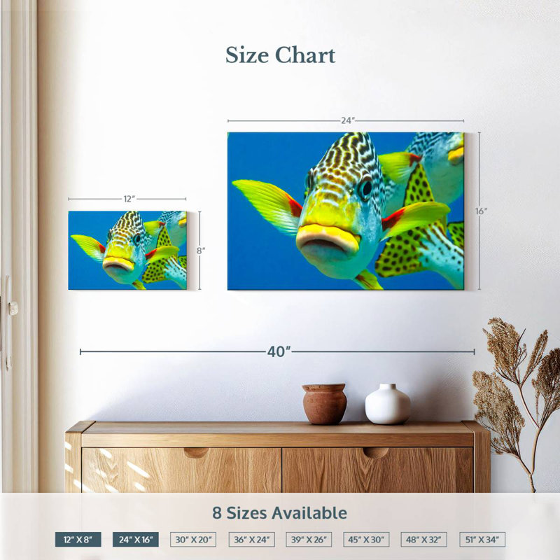 Gros plan sur les Sweetlips