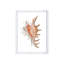Sea Shell In White I Print by Sofia Fox-26931655-26931653