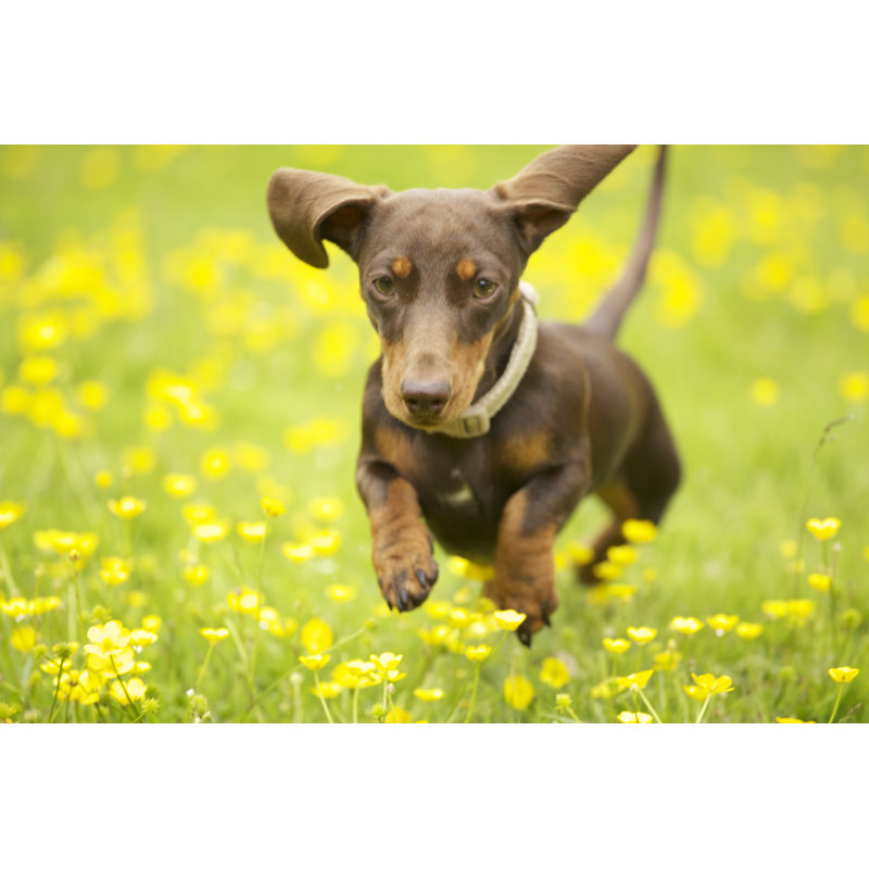 Running Dachshund by PaulineCheeseman - Wrapped Canvas Print, 51cm H x 76cm W