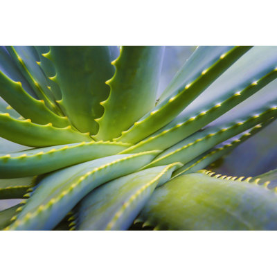 Aloe Vera Plant Close up - Photographie sur toile tendue