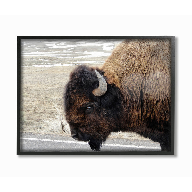 «Beautiful Buffalo», reproduction de photo, H 16 po x l 20 po, Giclée encadrée noir minuit