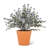 Arrangement in Pot