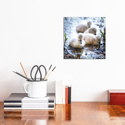 Baby Swans 1 Piece Wrapped Canvas Wall Art