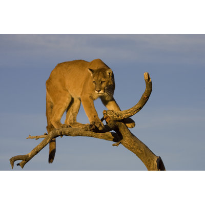 Cougar In A Tree by Sandf320 - Wrapped Canvas Print