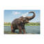 Impression d'art majestueux éléphant d'Asie-2053866316