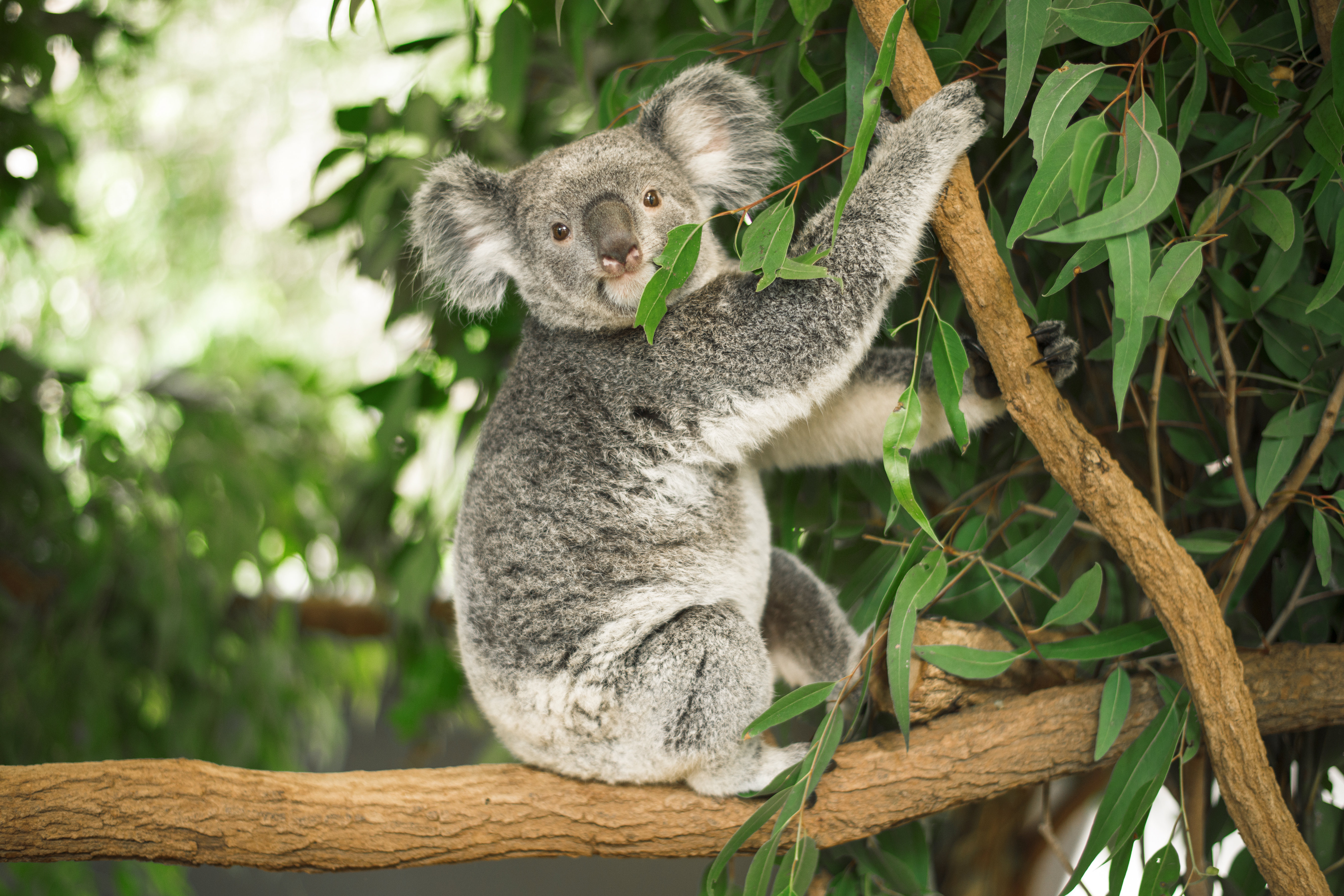 Millwood Pines Koala in A Eucalyptus Tree by Robertdowner - Wrapped Canvas  Photograph | Wayfair