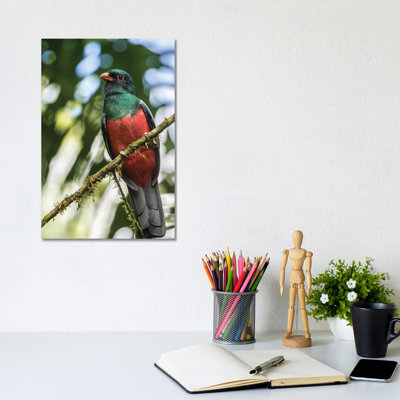 Costa Rica, La Selva Biological Station by Jaynes Gallery - Wrapped Canvas Gallery-Wrapped Canvas Giclée