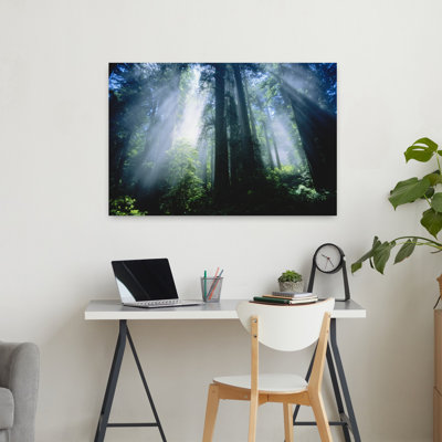 View Of Sun Rays Through Trees In Forest, California, Usa Abstract Contemporary Forest Landscape Wall Art