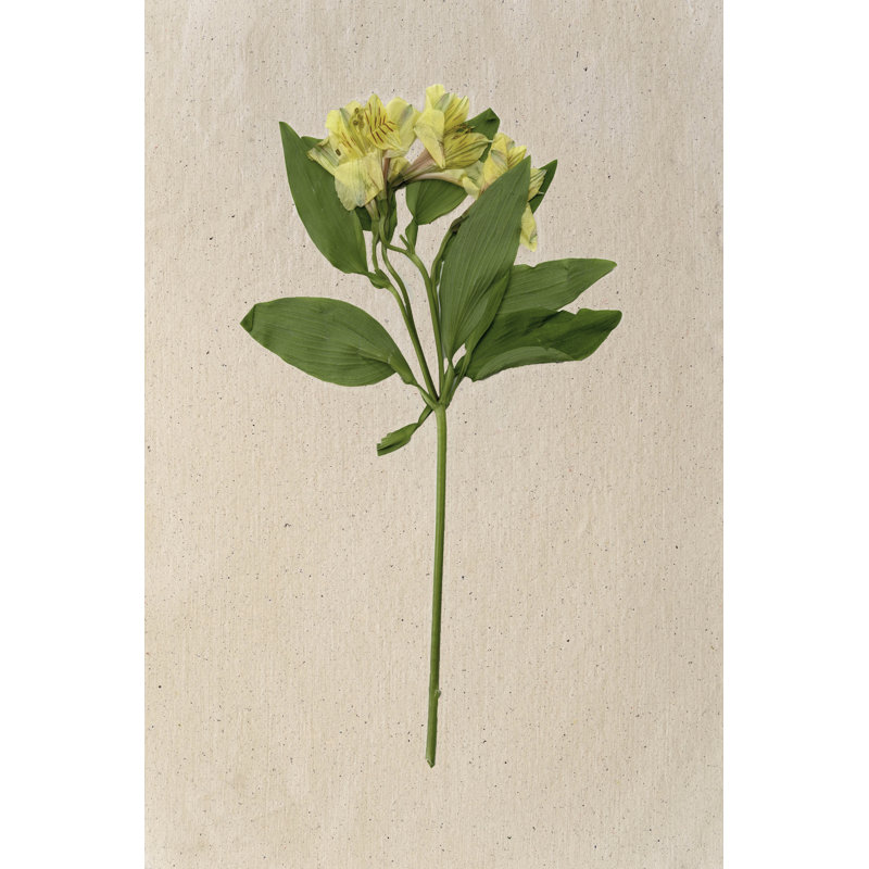 Pretty Pressed Flowers II by Melissa Wang - Wrapped Canvas Painting, 46cm H x 30cm W x 3.8cm D
