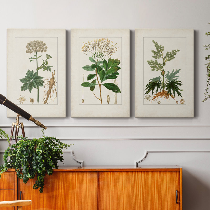 Antique Turpin Botanical I - ensemble de 3 impressions sur toile tendue, H 27 po x l 54 po x P 1 po