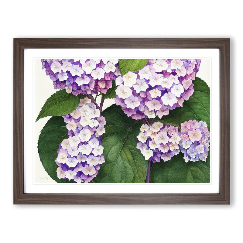 Watercolour Hydrangea Flowers Vol.3 - Framed Print, 25cm H x 34cm W x 2cm D, Walnut