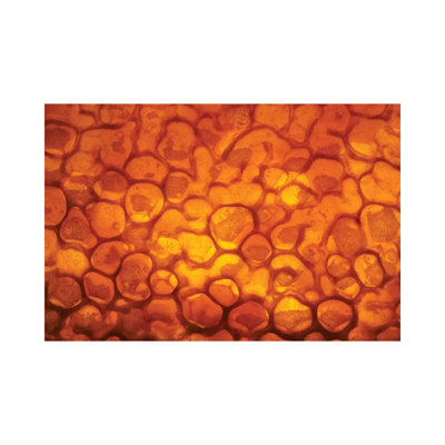 Honeycomb Cells Filled with Honey and Covered by Wax, Bee Station, Julius-Maximilians-University of Wurzburg, Bavaria, Germany 1 Piece Wrapped Canvas Painting