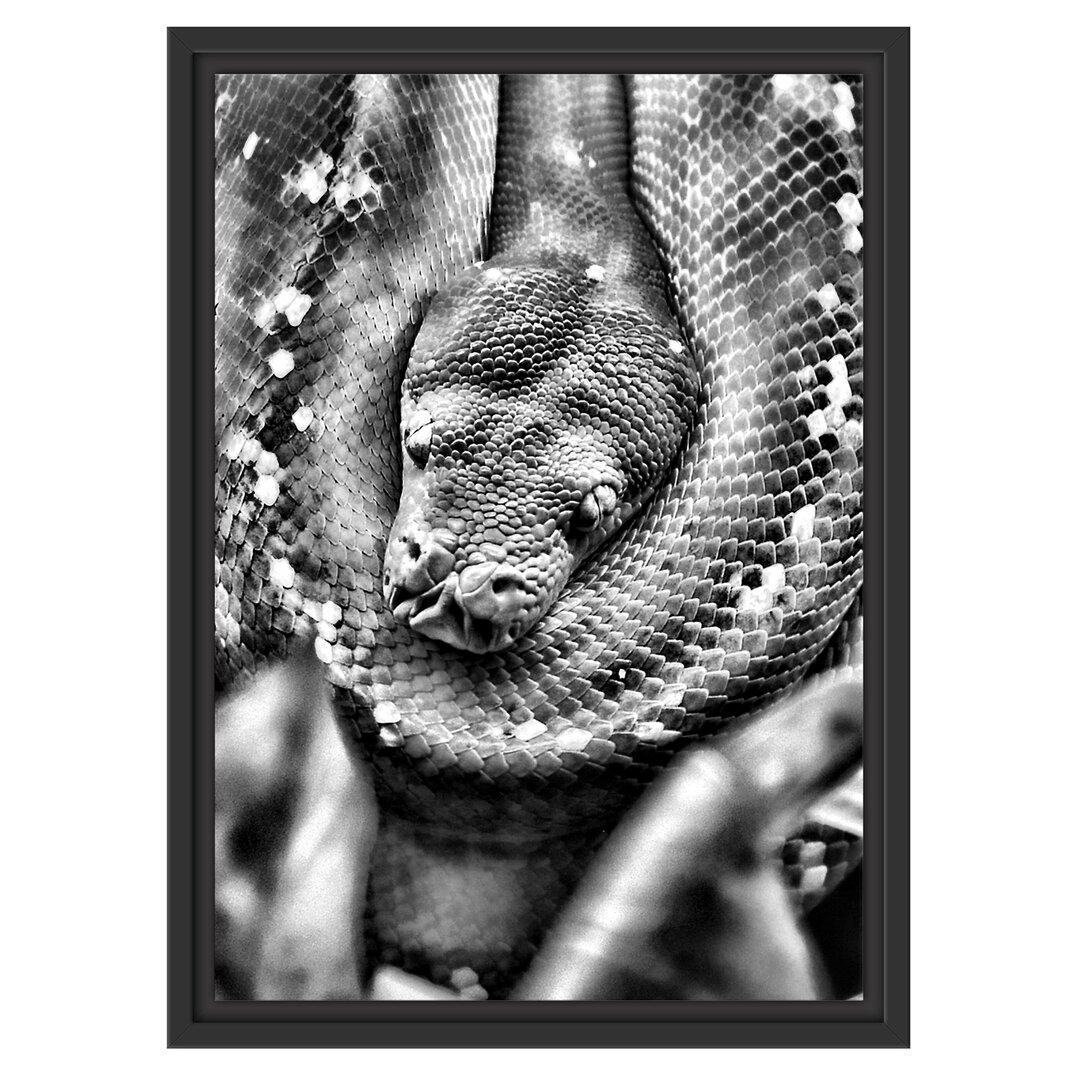 Gerahmtes Poster Green Venomous Snake