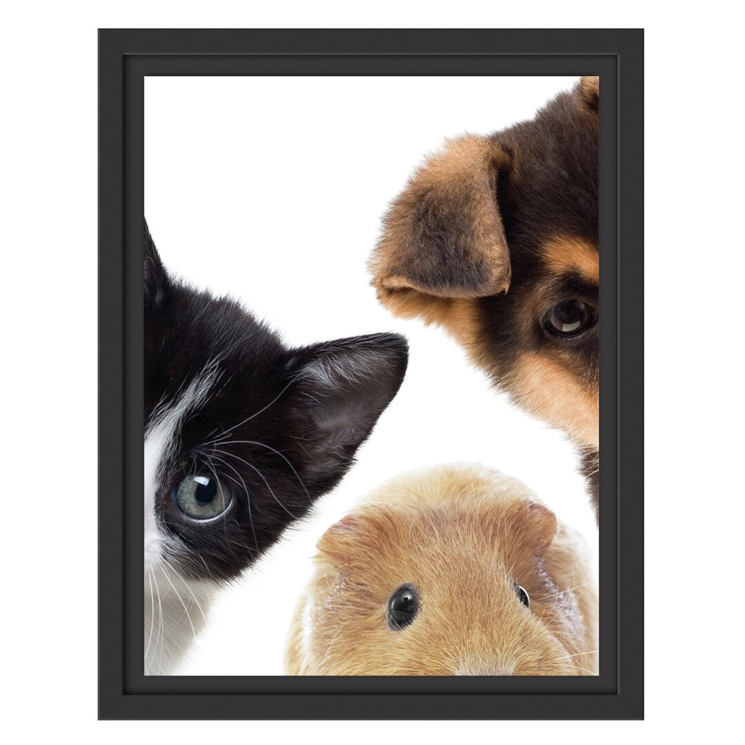 Gerahmtes Wandbild Trio Hund Katze Meerschwein