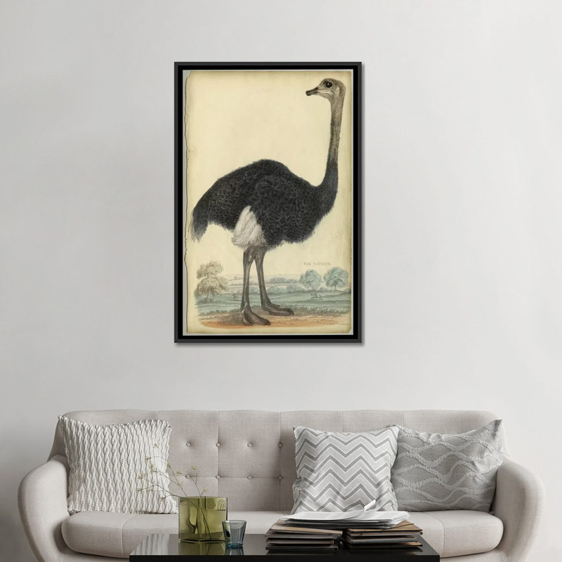 «The Ostrich», reproduction sur toile, H 26 po x l 18 po x P 1,5 po, Toile avec cadre noir, Pas de tapis