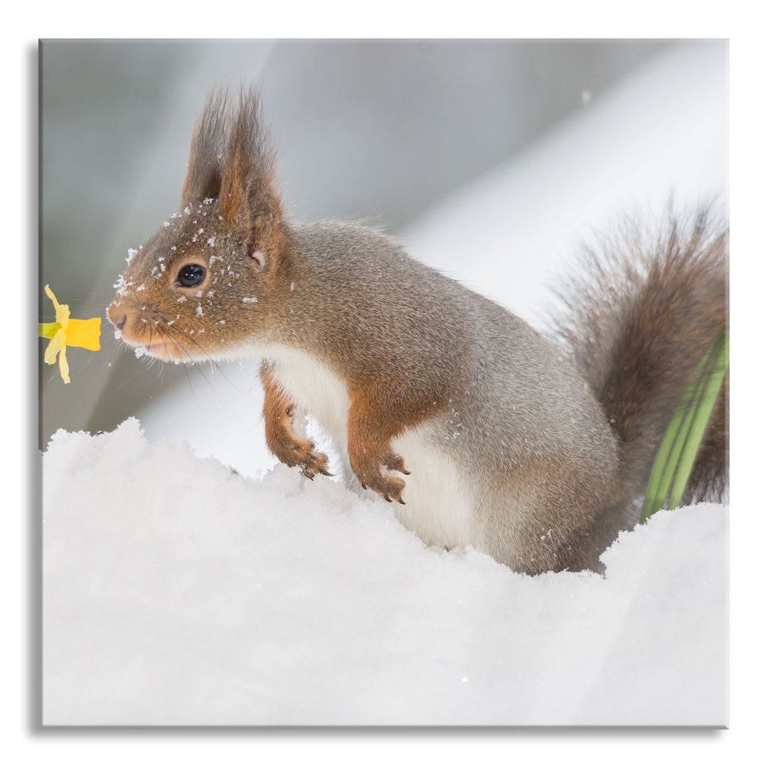 Glasbild Eichhörnchen im Schnee