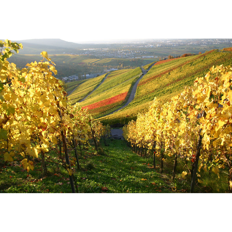 «Autumn Vineyard» par Itakefotos - Photographie sur toile tendue, L 12 po x H 8 po