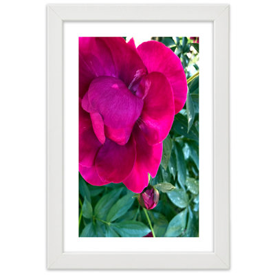 Peony Pink Flower - Single Picture Frame Print