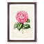 Illustration of a Pink Garden Rose - Picture Frame Painting Print-55579293-55579297