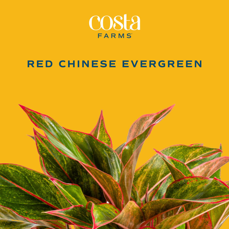 Foliage Plant in Planter