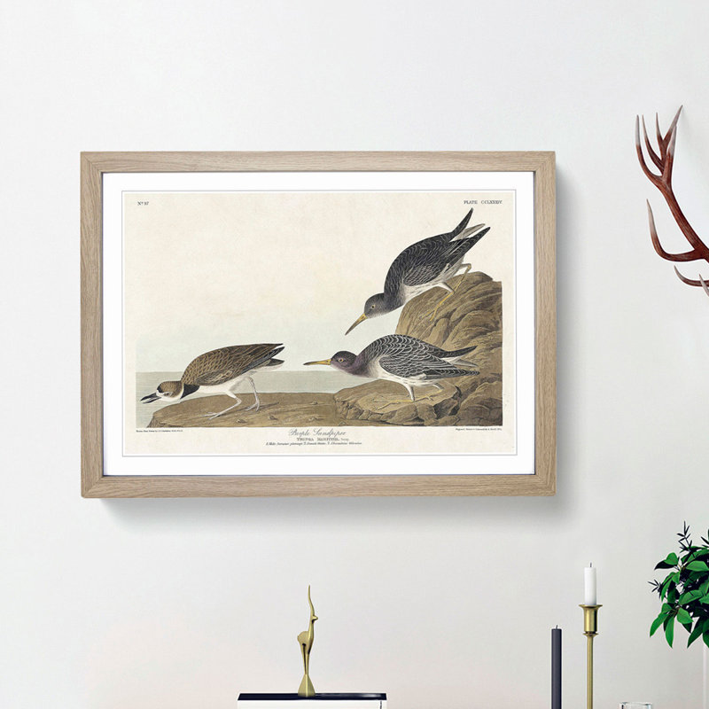 Sandpiper Birds by John Audubon - Picture Frame Painting Print, 36cm H x 48cm W x 2cm D, Oak Framed