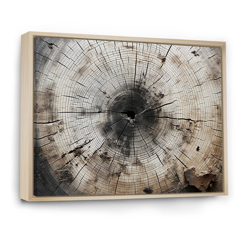 Arbre coupé en souche - décoration murale arbre séquoia, Cadre naturel flottant, H 16 po x l 32 po x P 1 po